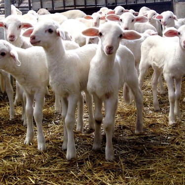 En las próximas semanas nacen los corderos que comeremos en Navidad. Justo en plena epidemia de lengua azul