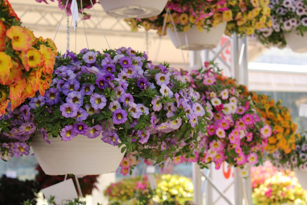 Ni geranio ni petunias: esta es la planta para novatos en jardinería, con flores más resistentes y vibrantes, ideales para decorar balcones pequeños en primavera