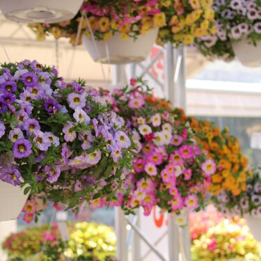 Ni geranio ni petunias: esta es la planta para novatos en jardinería, con flores más resistentes y vibrantes, ideales para decorar balcones pequeños en primavera