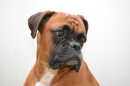 Boxer Perro Familias Que Raza De Perros Encaja Mejor