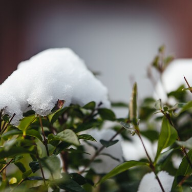 Qué hacer para cuidar las plantas estos días y conseguir que sobrevivan a la nieve y las heladas 