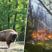 El mayor incendio de la historia de Madrid arrasó 28.000 hectáreas. Excepto una mancha verde donde pastan siete bisontes