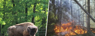 El mayor incendio de la historia de Madrid arrasó 28.000 hectáreas. Excepto una mancha verde donde pastan siete bisontes 