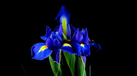 Un precioso timelapse sobre el despertar de las flores