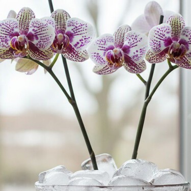 El truco con hielo para regar las orquídeas: evita que las raíces se pudran