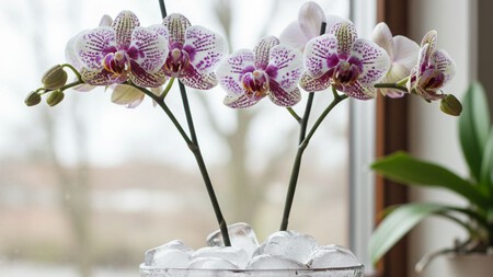 El truco con hielo para regar las orquídeas: evita que las raíces se pudran