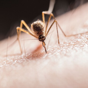 Lidl vende en su outlet una mosquitera magnética para puertas que cuesta menos de 2 euros 