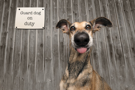 Este simpático galgo español es el protagonista de la foto ganadora del concurso Mars Petcare Comedy Pet Photography Awards 2020