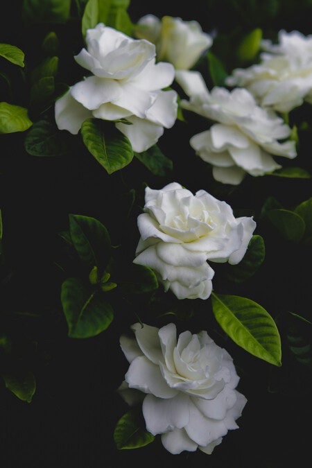 gardenia