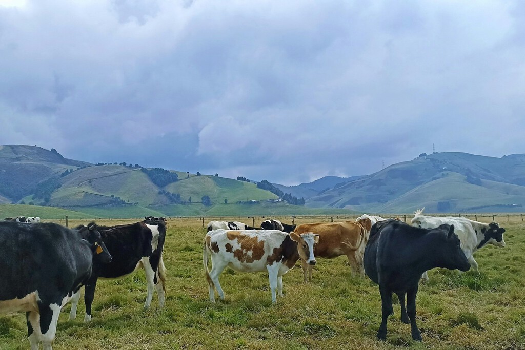 España tiene un grave problema con la producción de leche: lleva estancada desde 2022 y Kirk le ha dado la puntilla