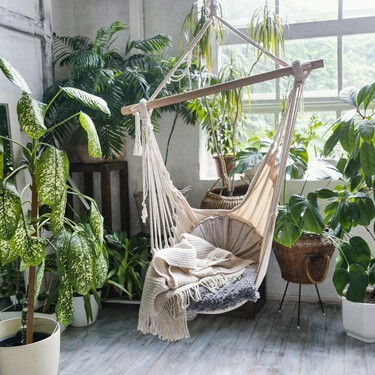 Aldi ha puesto a la venta tres plantas para llenar de flores tu casa por entre 3 y 5 euros