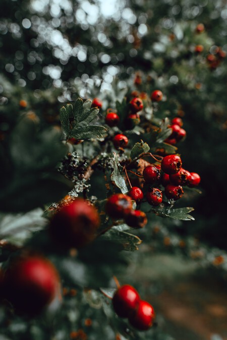 Michiel Leunens Shv2vctxyzm Unsplash