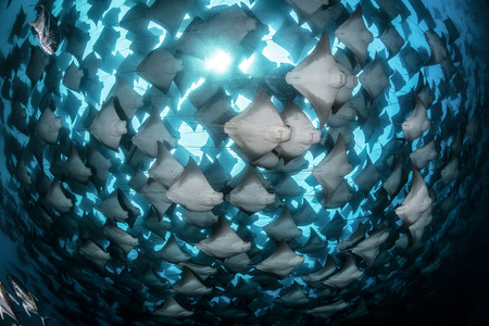 Estas son las fotografías ganadoras del concurso de imágenes submarinas 'Underwater Photographer of the Year 2019'