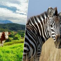 Cientistas pintaram vacas pretas com listras brancas para repelir pragas e descobriram que o padrão zebrado é um repelente natural 