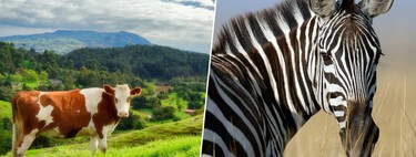 Cientistas pintaram vacas pretas com listras brancas para repelir pragas e descobriram que o padrão zebrado é um repelente natural 
