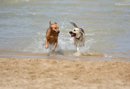 Actuar Si Otro Perro Muerde A Tu Perro Pelea