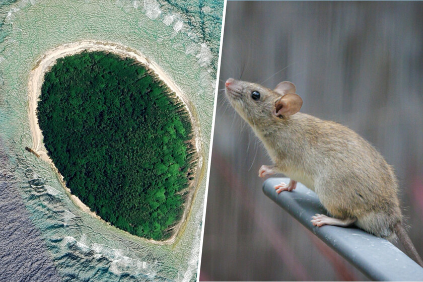 For decades rats devastated these Pacific islands. Now we’re finding out what happens when they leave