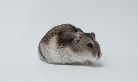 ¡En algunas tiendas de animales nos ofrecen 8 días de garantía!