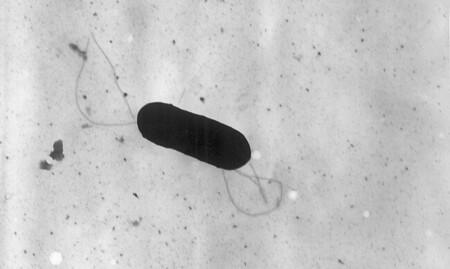 Listeria