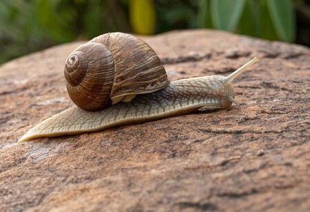 caracol