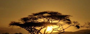 La llamada de África: el rugir de la sabana tanzana