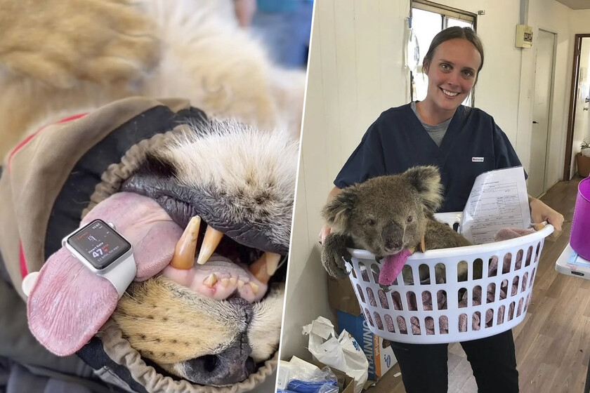 Una veterinaria preocupada por la salud de sus leones y elefantes dio con la herramienta de control perfecta: un Apple Watch