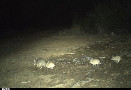 A Female Shark Bay Bandicoot Was Photographed With Three Of Her Offspring Following Closely Behind In The Pilliga