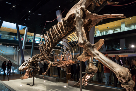 T Rex En Cosmocaixa 1