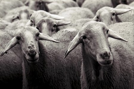 Si unos miran a la ventana, todos miramos a la ventana: el experimento gregario de Milgram