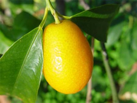 El kumquat, un tesoro de Asia