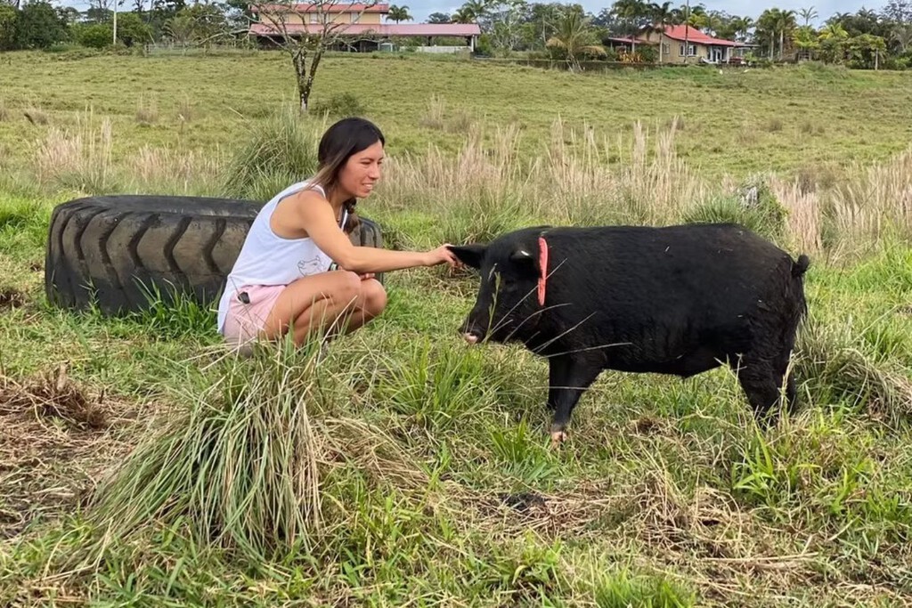 Selah’s Pig Sanctuary en Hawái
