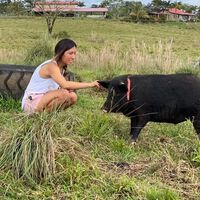 Puedes vivir gratis en Hawái, pero hay una condición: cuidar cerdos rescatados 20 horas a la semana 