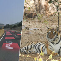 India se ha propuesto salvar sus tigres de los conductores. Y ha tomado una decisión: pintar una carretera de rojo