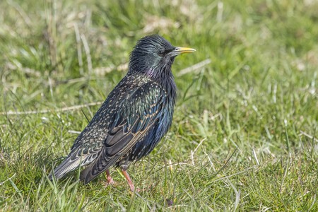 Common Starling Sturnus Vulgaris Breeding Male Marken