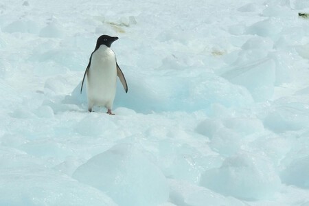 Pinguino Adeliae