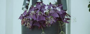 Esta bonita planta morada de interior también crece en el huerto y es un ingrediente de restaurantes de estrella Michelin 