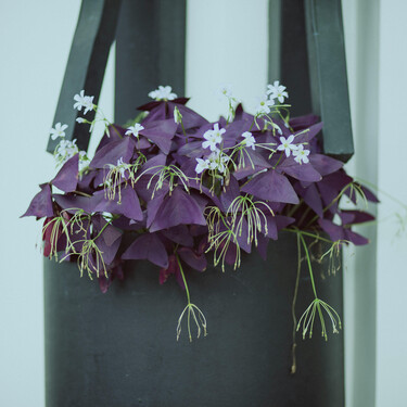 Esta bonita planta morada de interior también crece en el huerto y es un ingrediente de restaurantes de estrella Michelin 