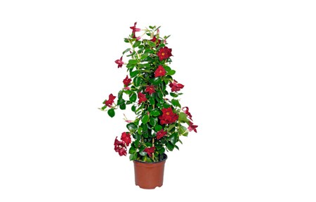 Dipladenia Aldi