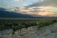 Enoturismo en Latinoamérica: vinos de Bolivia