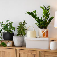 Comprar plantas para "purificar el aire" de tu casa suena muy orgánico y lógico. La realidad es más decepcionante