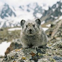 Animal ameaçado de extinção: restam menos de mil pikas na China e comunidade científica se movimenta para salvá-las 