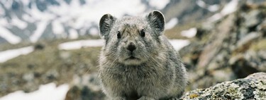 Animal ameaçado de extinção: restam menos de mil pikas na China e comunidade científica se movimenta para salvá-las 