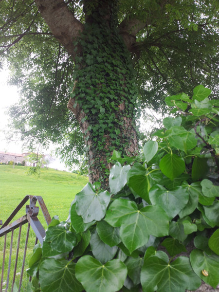 Arbol