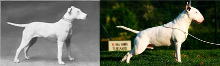 Bulterrier Viejo Actual