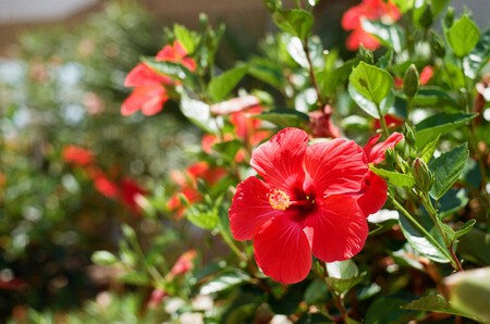 HIBISCO