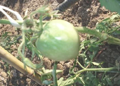 Tomates "Huevos de toro"