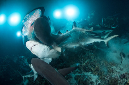 Marine Life Behavior Richard Barnden The Gauntlet