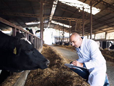 Un Veterinario Con Ganado En Una Imagen De Archivo