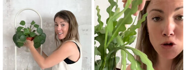 Este truco parece una chorrada, pero puede salvar la vida de tus plantas más delicadas