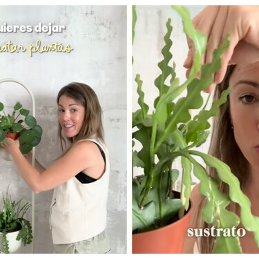 Este truco parece una chorrada, pero puede salvar la vida de tus plantas más delicadas